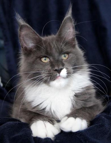 Timaracoon